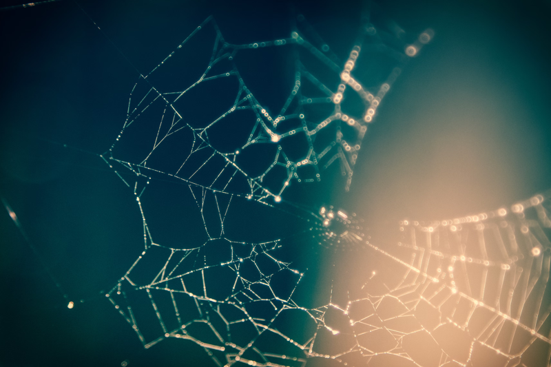 Professional networking diagram with connected nodes and database schema visualization