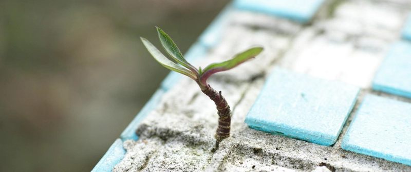 plant growing from concrete